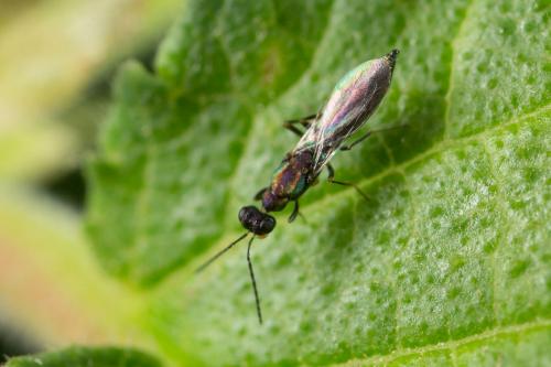 Réf. 267 544 : Eusandalum walkeri